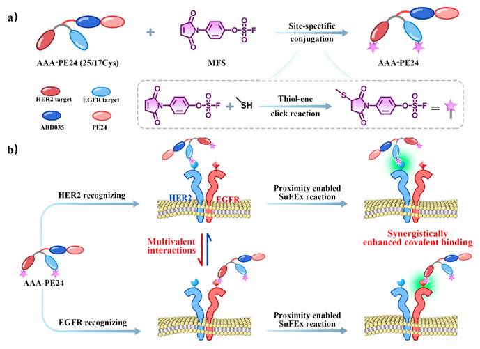 Angew. Chem. ：多价相互作用增强共价亲和蛋白药物的交联效率以提升其抗肿瘤效果