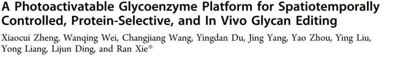 J. Am. Chem. Soc. | 一种光激活糖酶平台实现时空可控且蛋白靶向的体内糖链编辑
