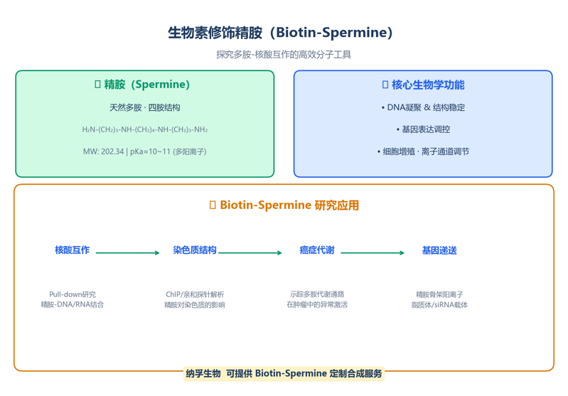 image-05-biotin-spermine