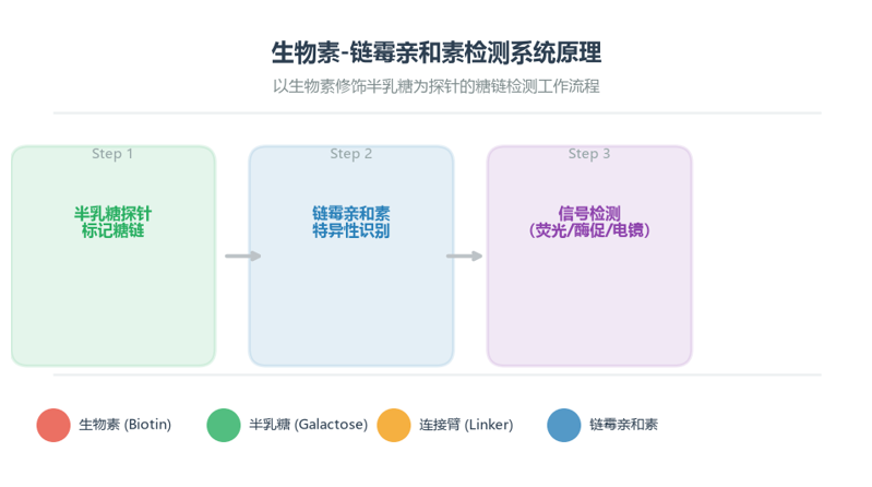 image-01-生物素亲和素检测原理
