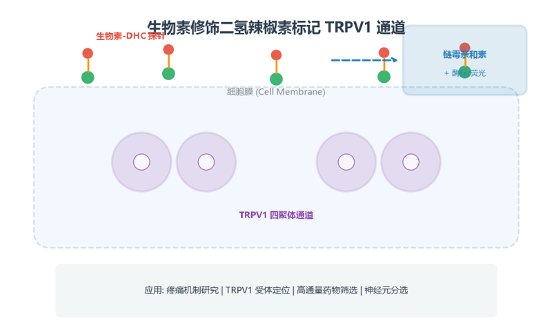 image-02-TRPV1通道标记