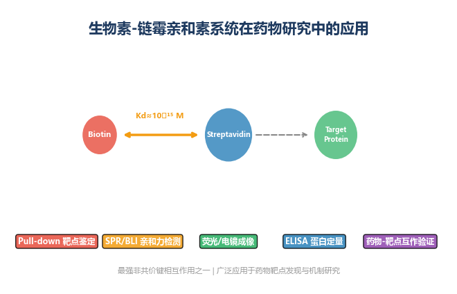 image-03-生物素链霉亲和素