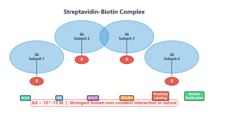 image-03-biotin-streptavidin