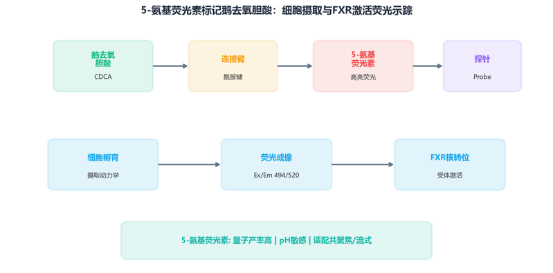 image-08-鹅去氧胆酸-荧光素