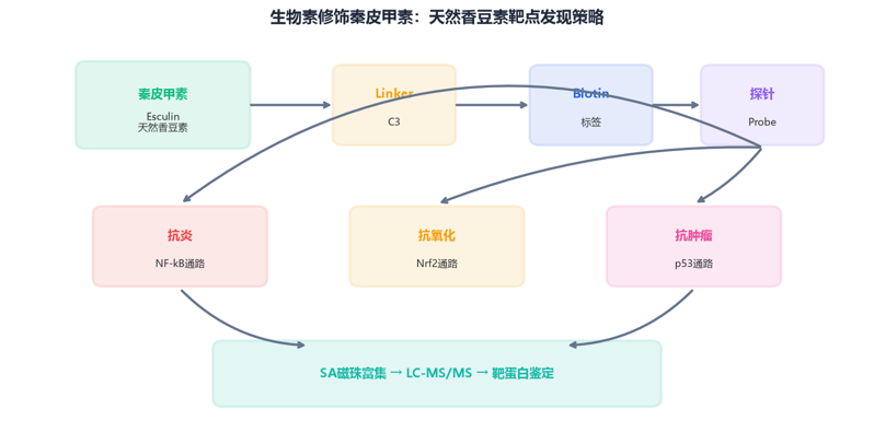 image-09-秦皮甲素-biotin
