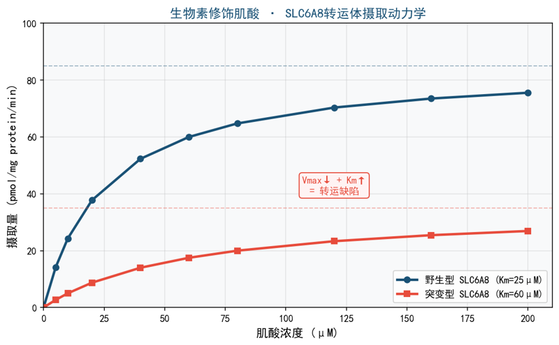 image-03-creatine-uptake