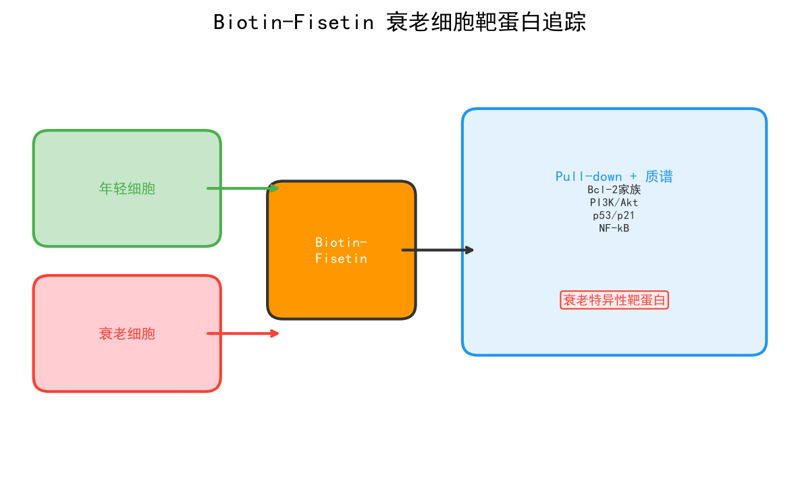 image-P02-漆黄素