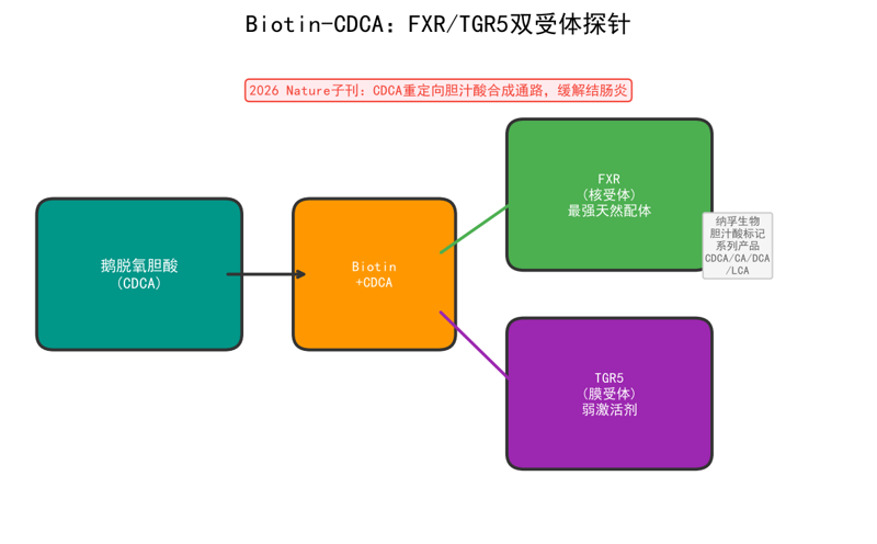 image-P08-鹅脱氧胆酸