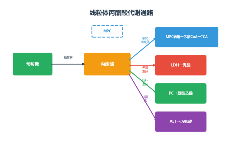 image-03-丙酮酸代谢