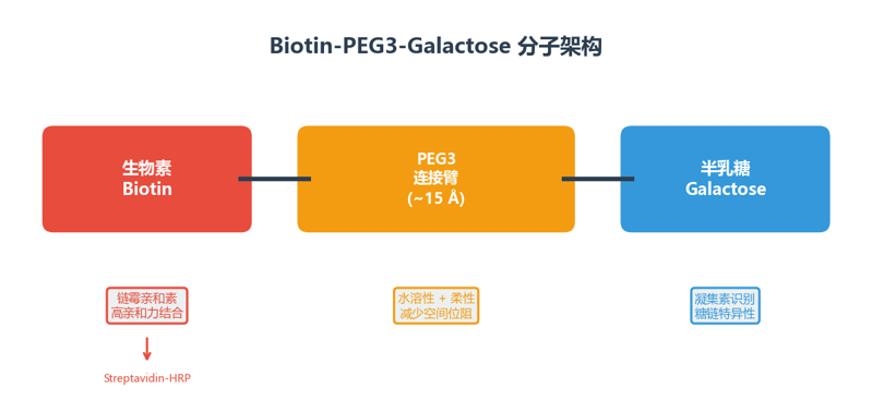 image-04-生物素半乳糖