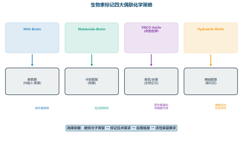 image-03-conjugation-chemistry