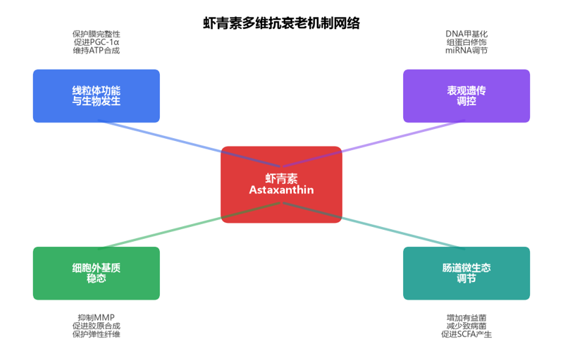 image-04-astaxanthin-antiaging