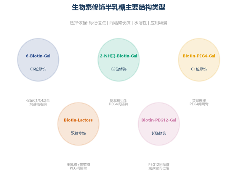 image-05-生物素修饰半乳糖结构