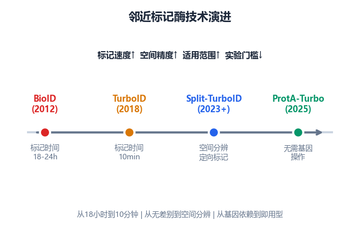image-03-邻近标记酶演进