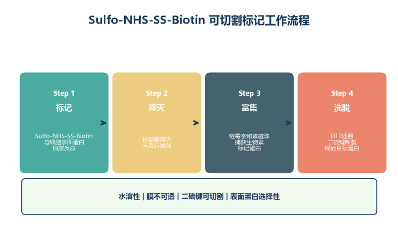 image-03-sulfo-nhs-ss-biotin-workflow