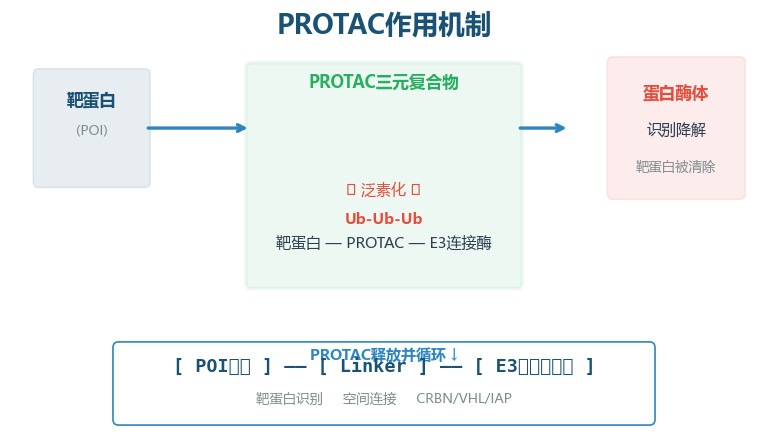 image-03-PROTAC机制