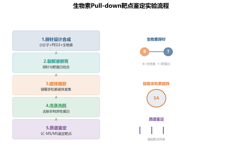 image-02-pulldown实验流程