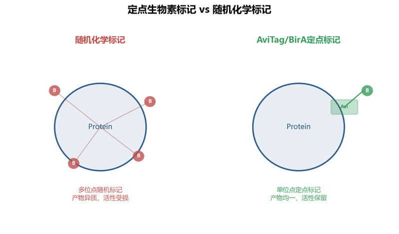 image-03-定点vs随机标记对比