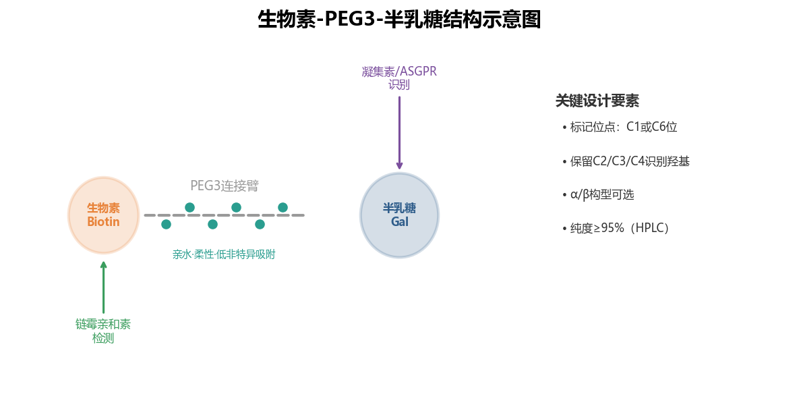 image-04-生物素修饰半乳糖 image-04-生物素修饰半乳糖