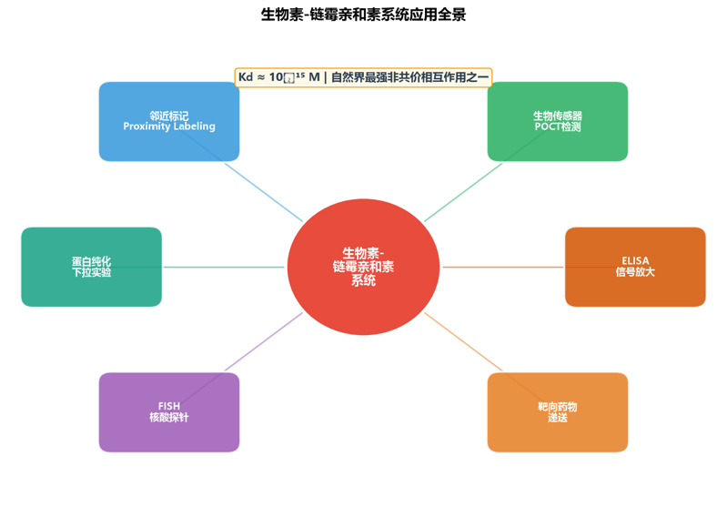 image-04-biotin-streptavidin-applications