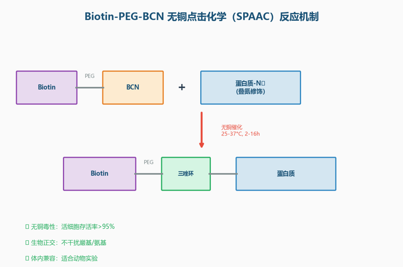 image-03-biotin-peg-bcn